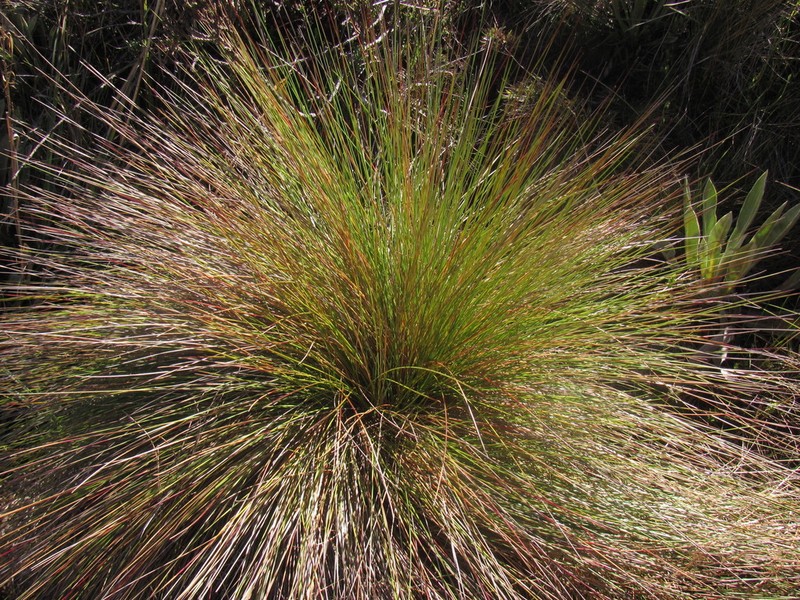 Paramochloa effusa photo 2