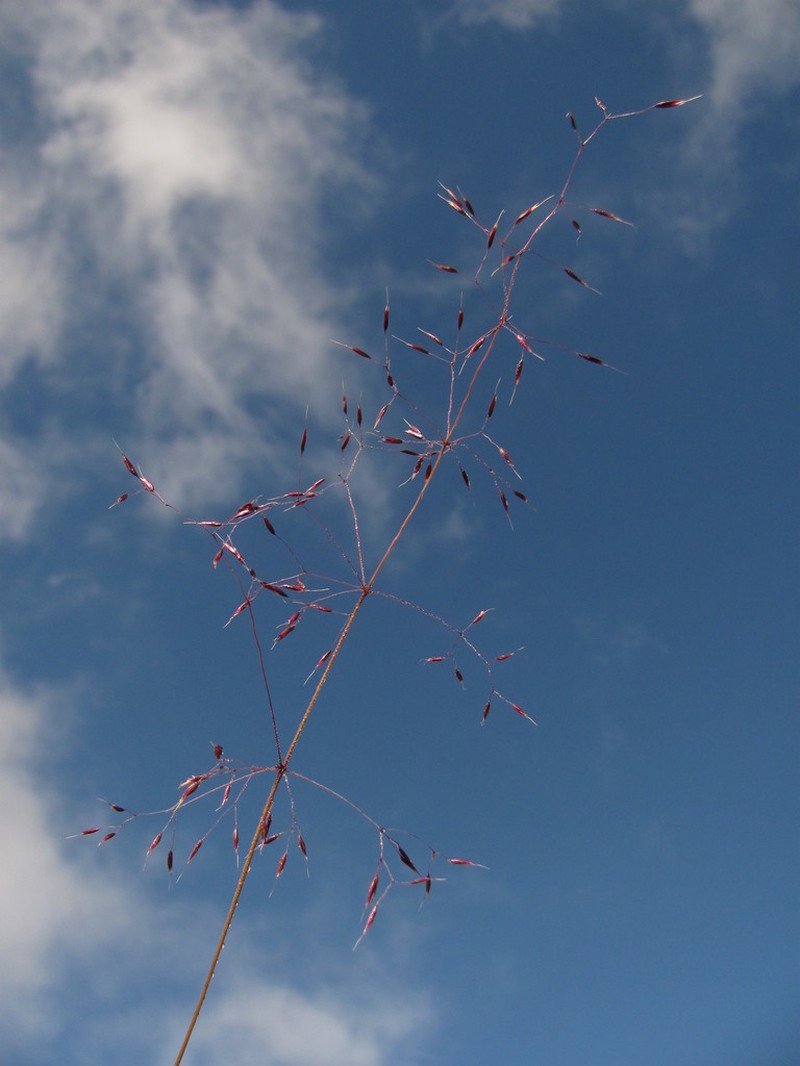 Paramochloa effusa photo 3