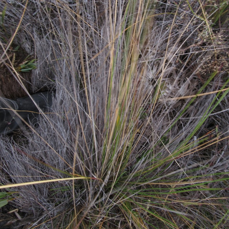 Paramochloa effusa photo 5