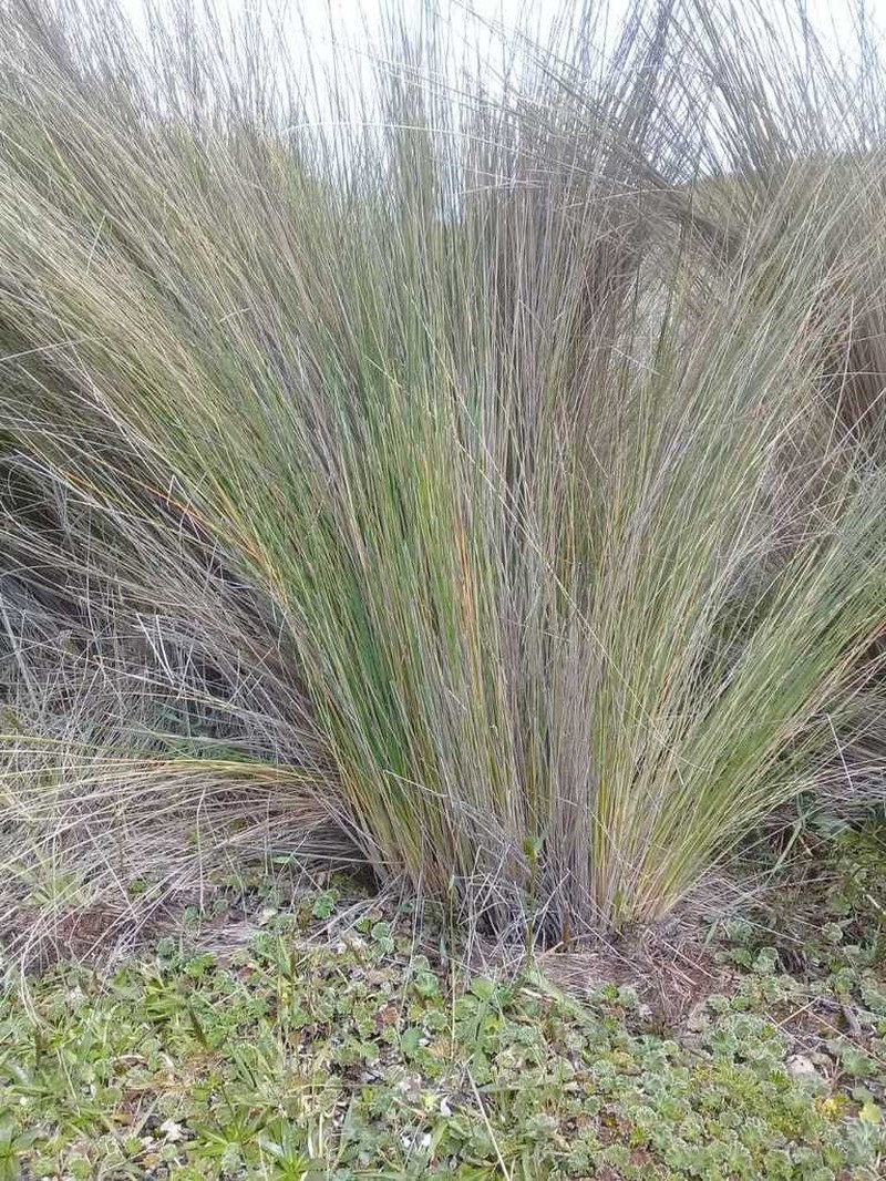 Paramochloa effusa photo 6