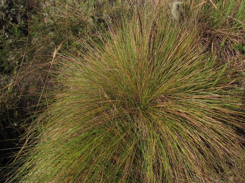 Paramochloa effusa photo 7