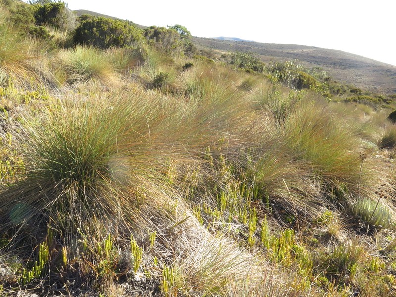 Paramochloa effusa photo 8