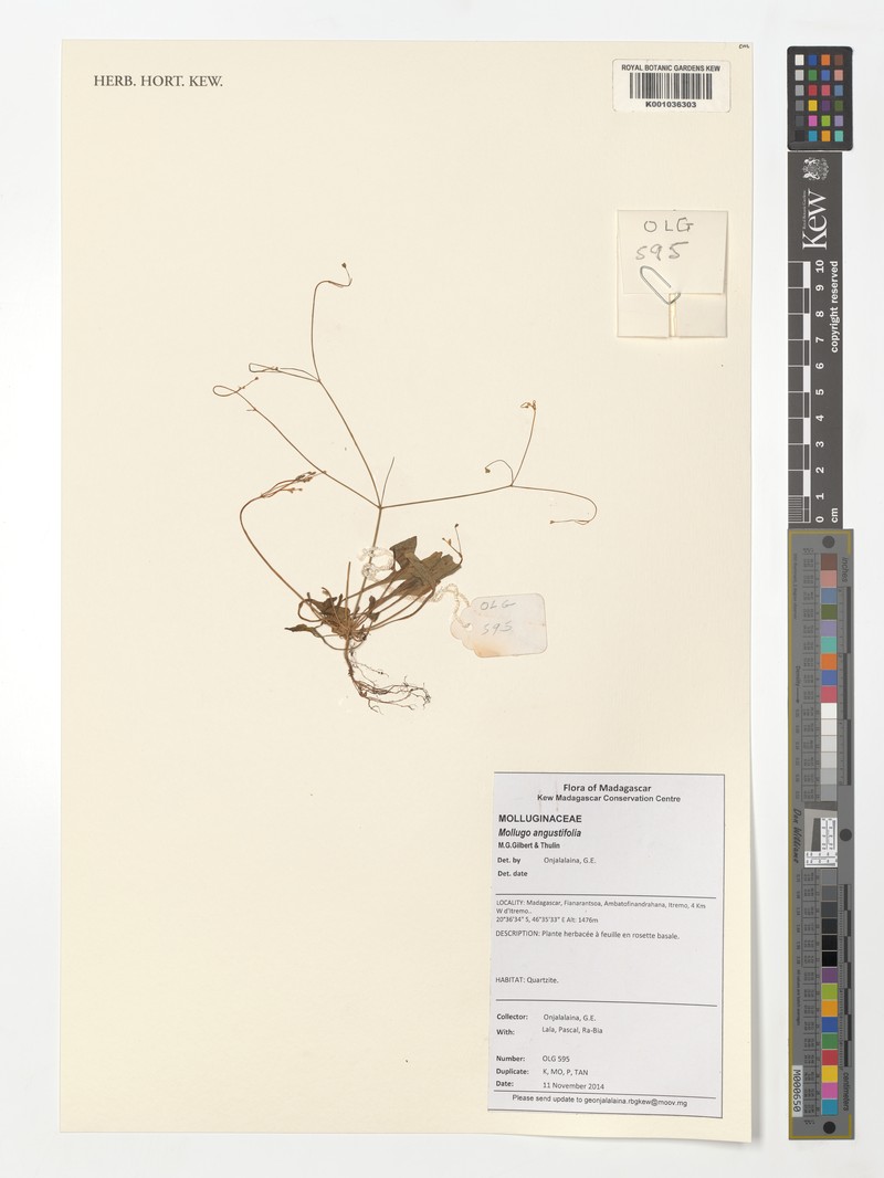 Paramollugo angustifolia