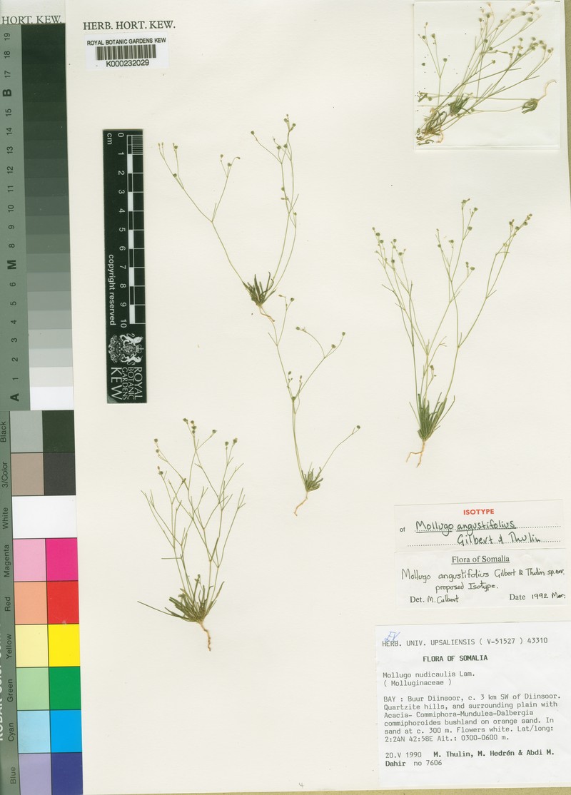 Paramollugo angustifolia photo 2