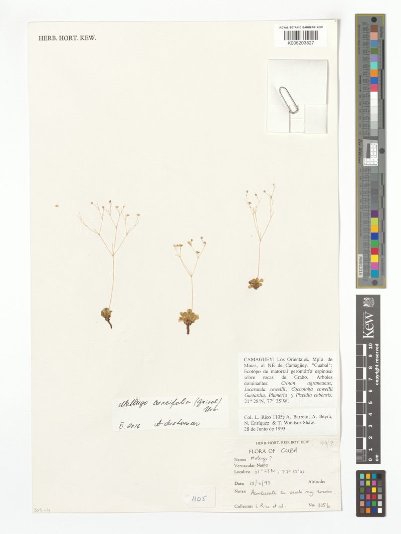 Paramollugo cuneifolia