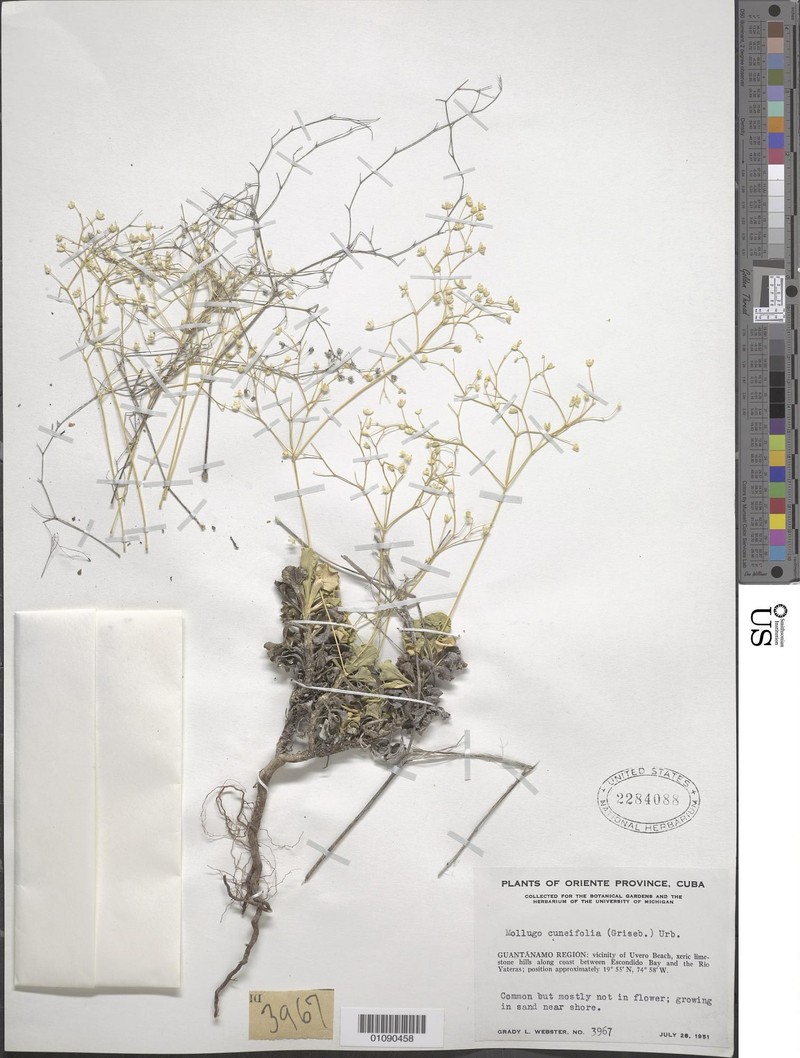 Paramollugo cuneifolia photo 2