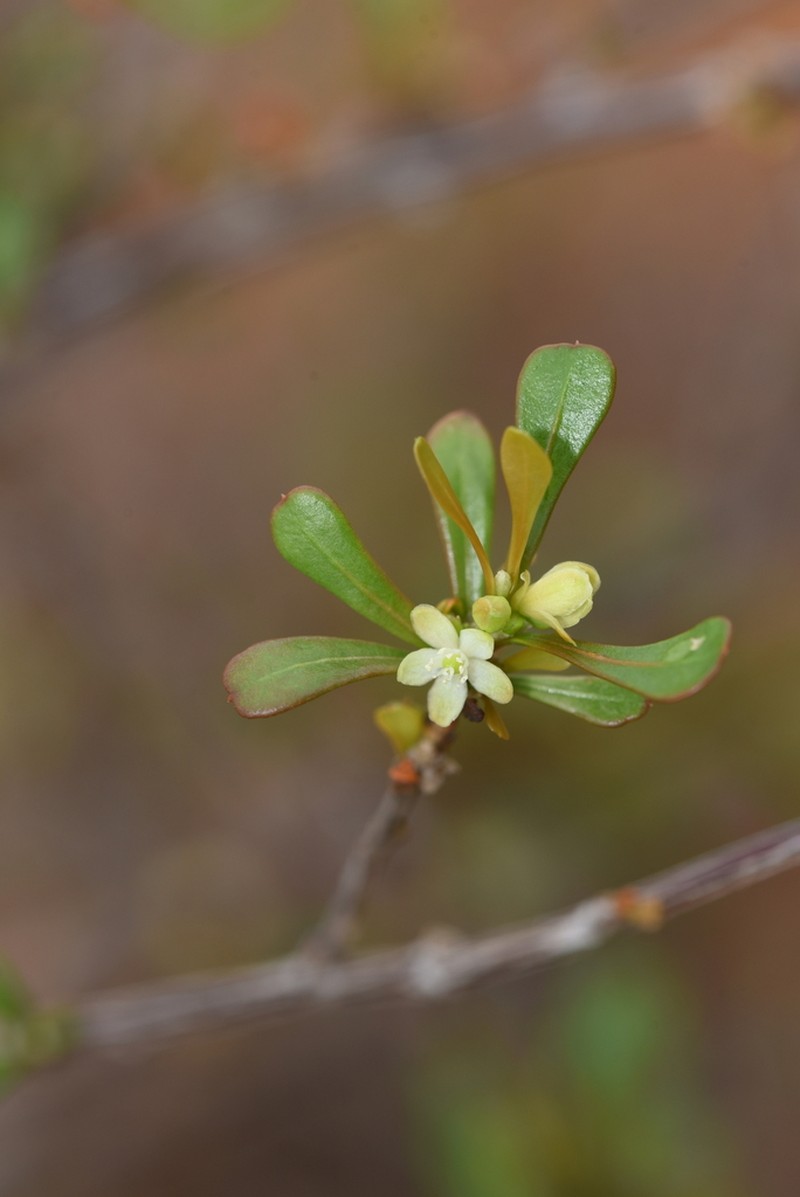 Paramollugo decandra