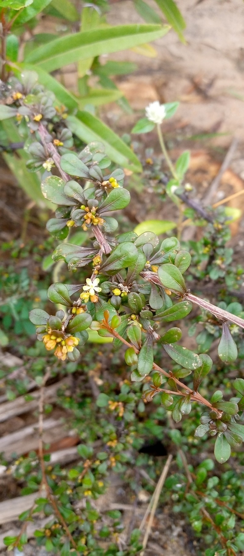 Paramollugo decandra photo 2