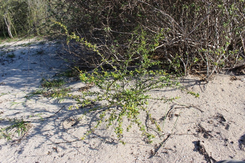 Paramollugo decandra photo 3