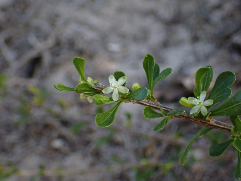 Paramollugo decandra photo 4
