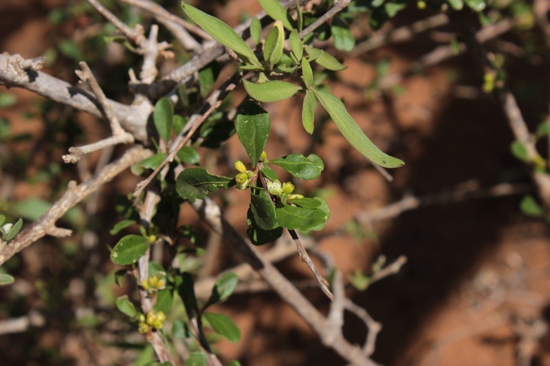 Paramollugo decandra photo 5