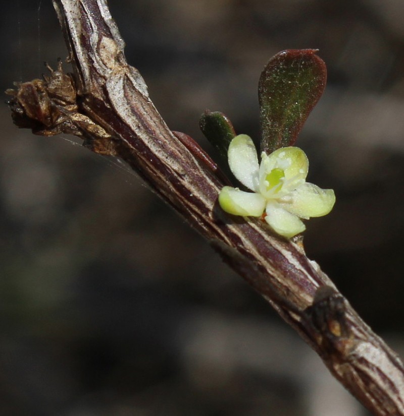 Paramollugo decandra photo 7