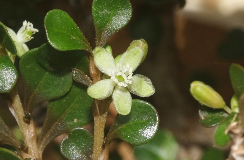 Paramollugo decandra photo 8