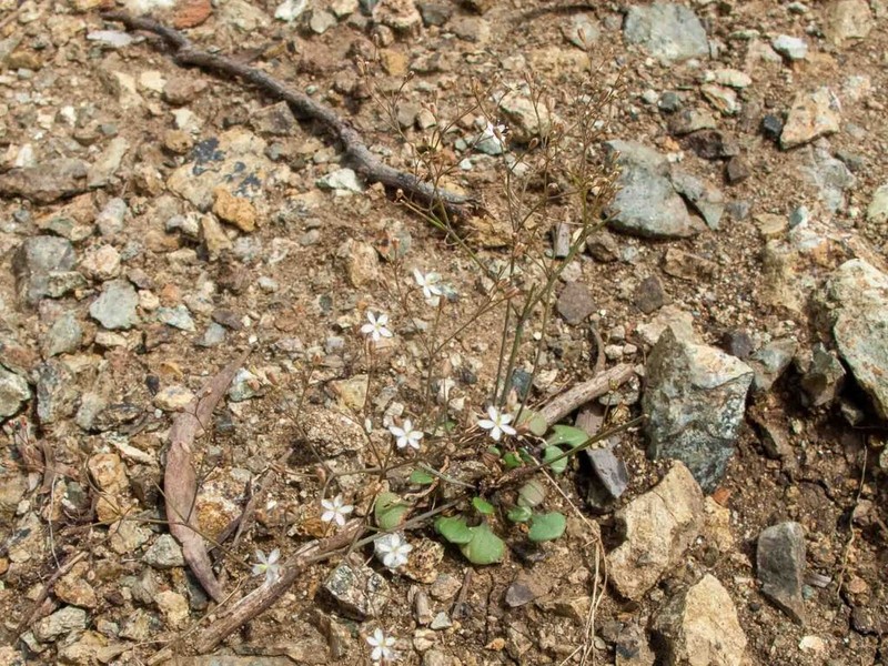 Paramollugo digyna photo 2