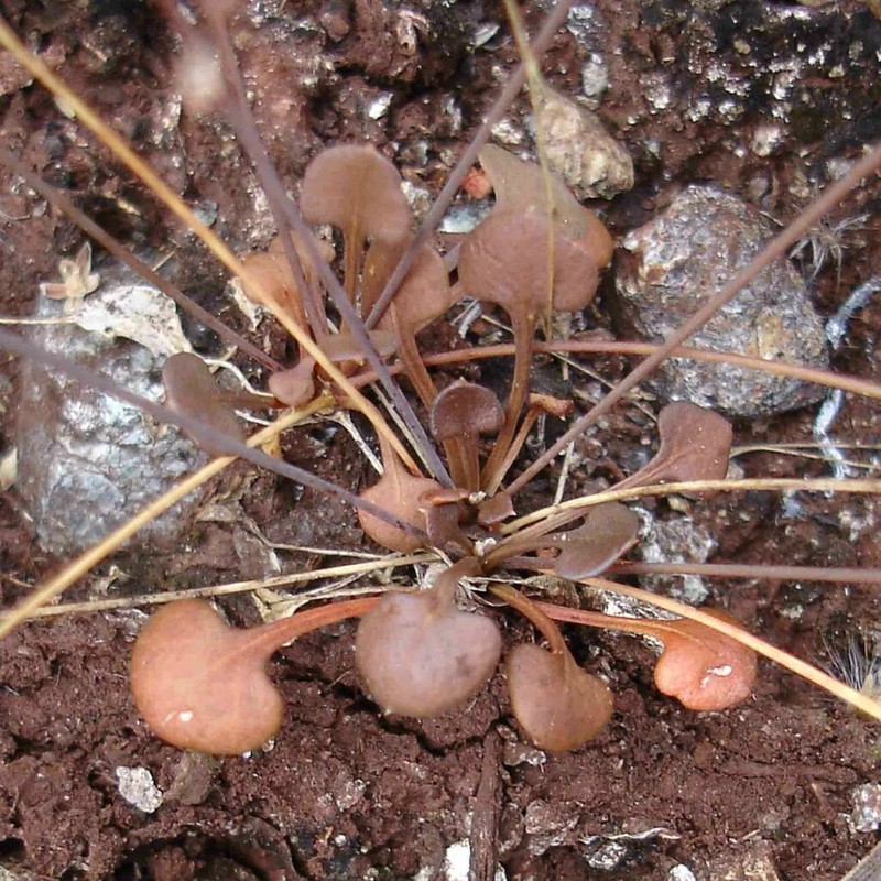 Paramollugo digyna photo 3