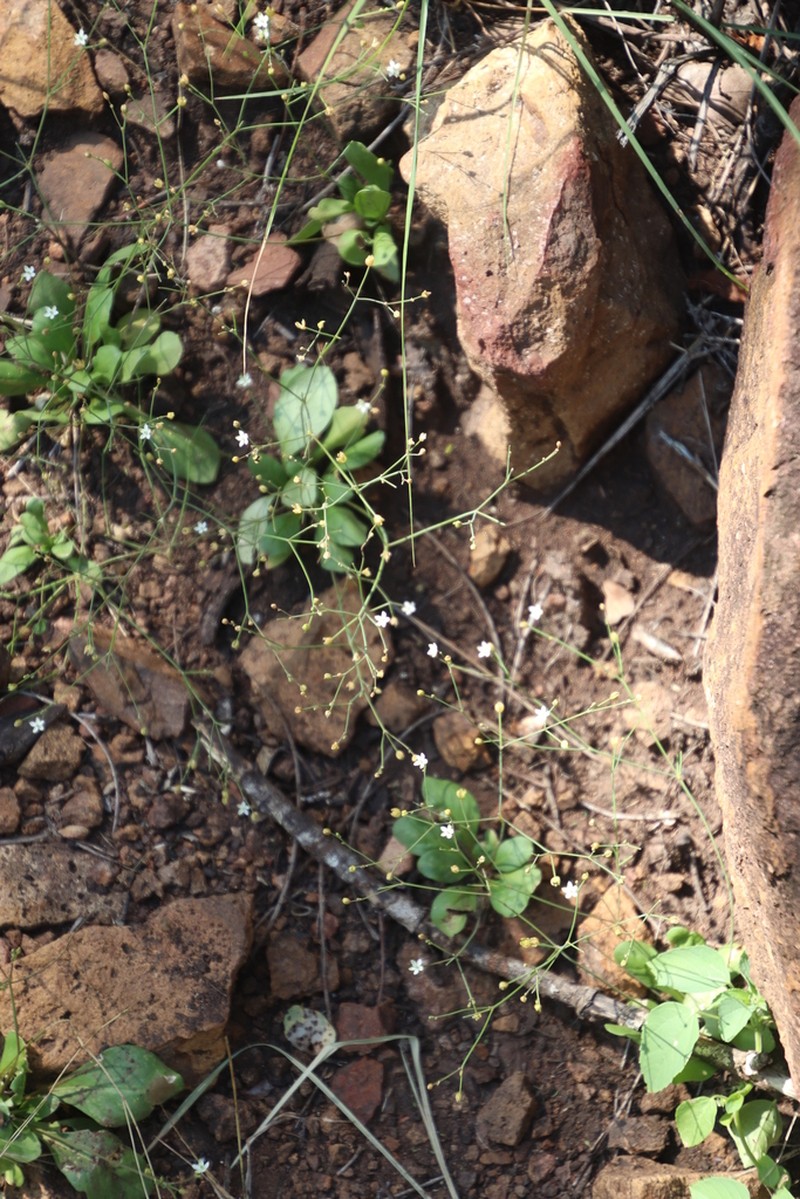 Nakedstem Carpetweed photo 4