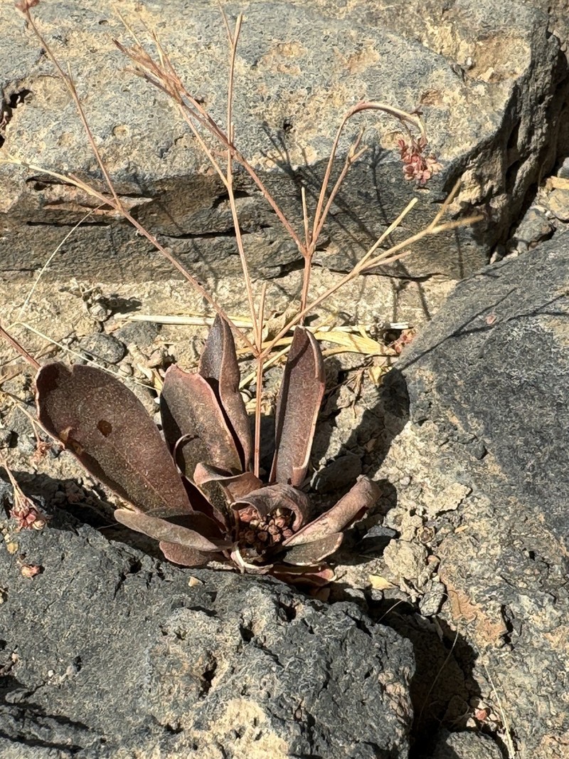 Nakedstem Carpetweed photo 5
