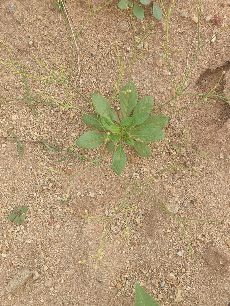 Nakedstem Carpetweed photo 6