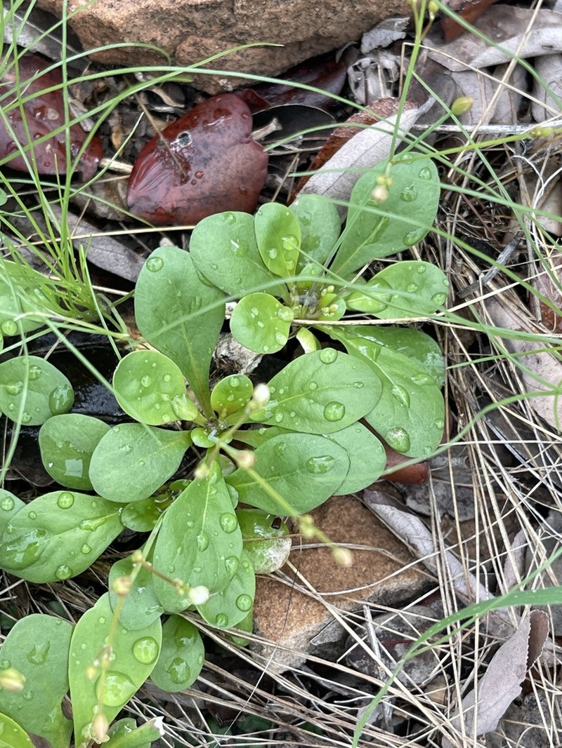 Nakedstem Carpetweed photo 7
