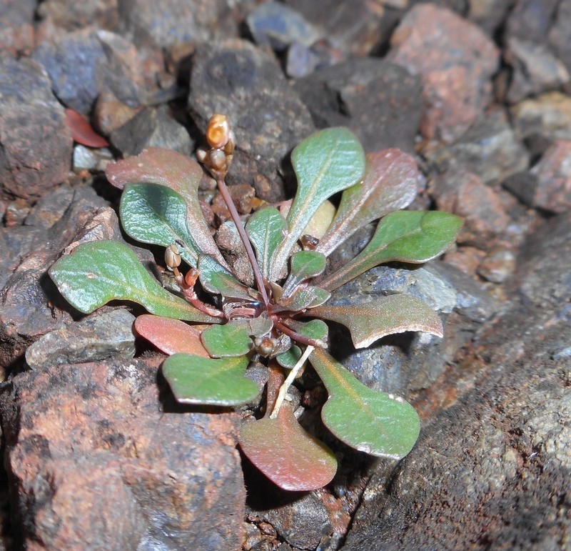 Paramollugo spathulata