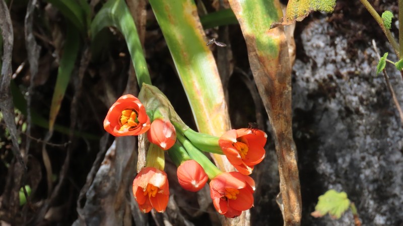 Paramongaia milagroantha photo 4