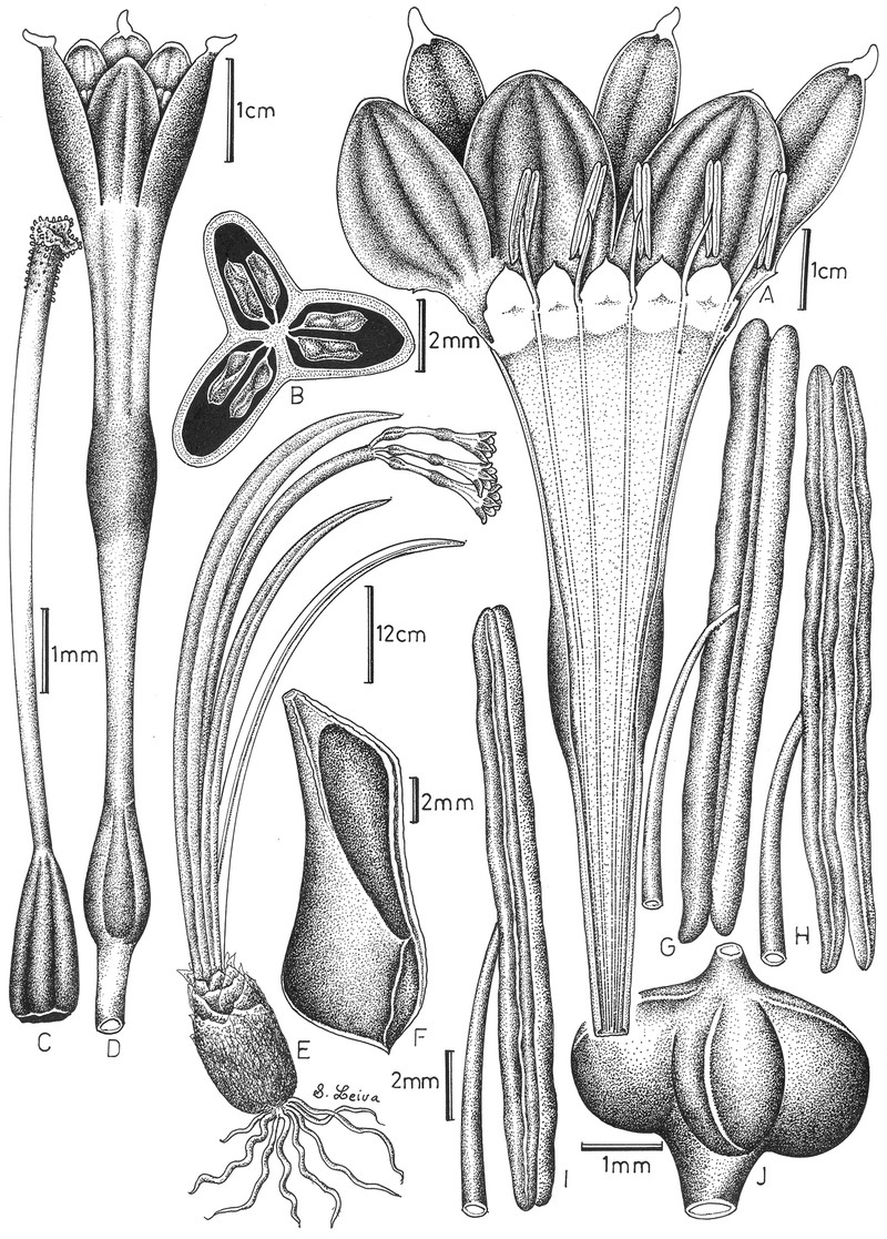 Paramongaia milagroantha