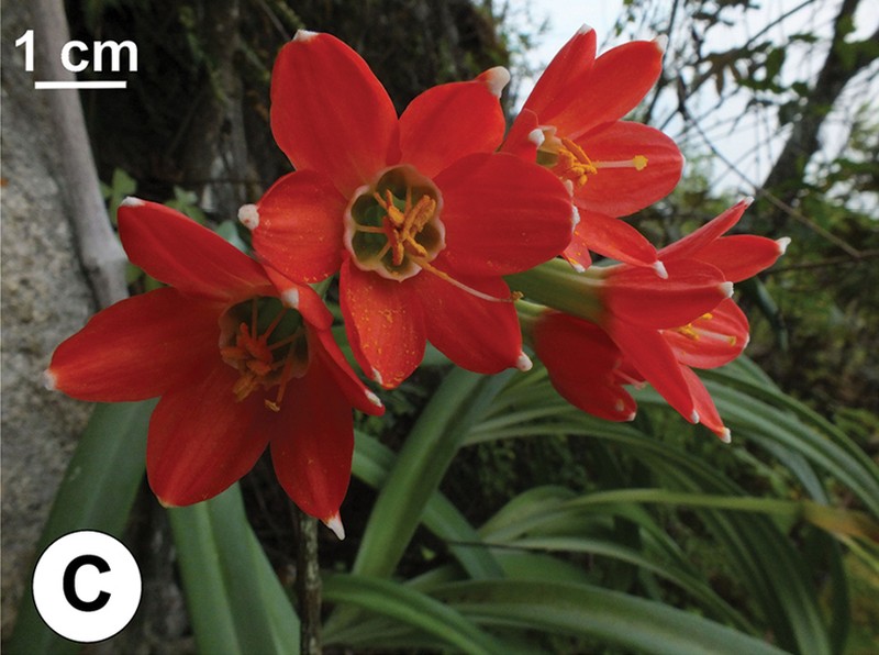 Paramongaia milagroantha photo 6