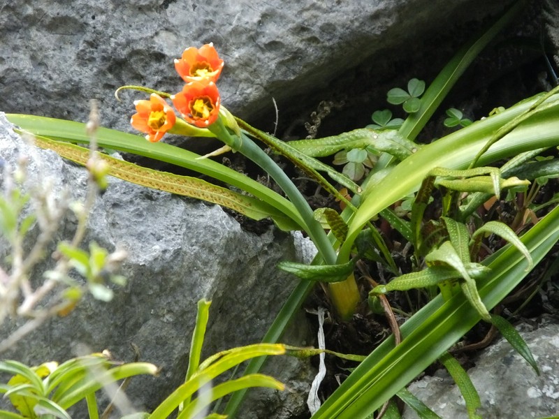 Paramongaia milagroantha photo 8