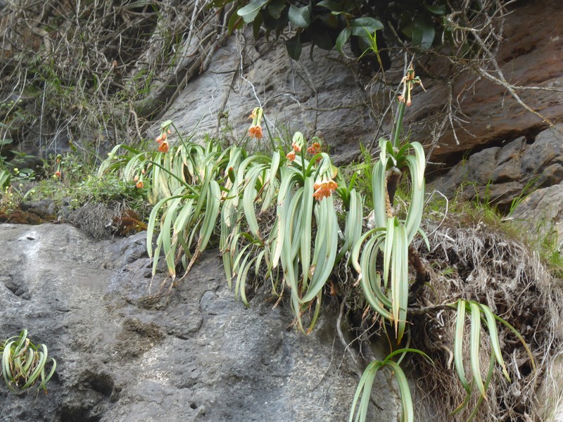 Paramongaia mirabile photo 3