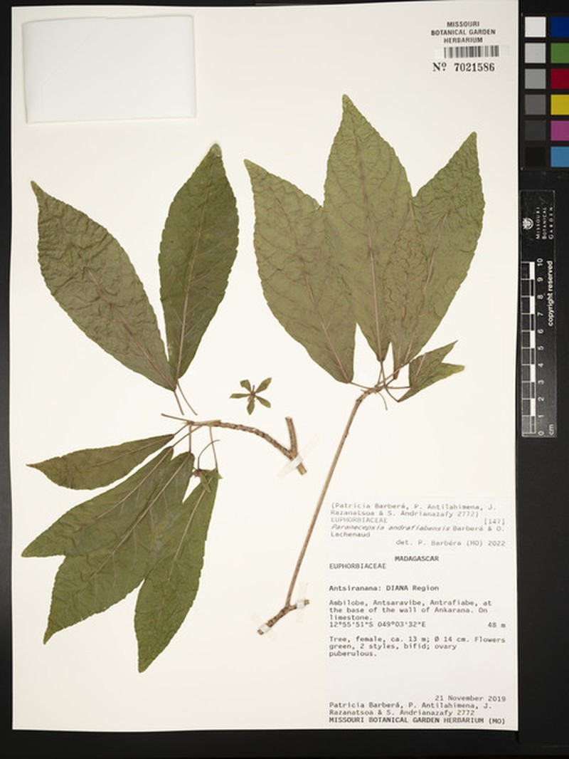 Paranecepsia andrafiabensis photo 2