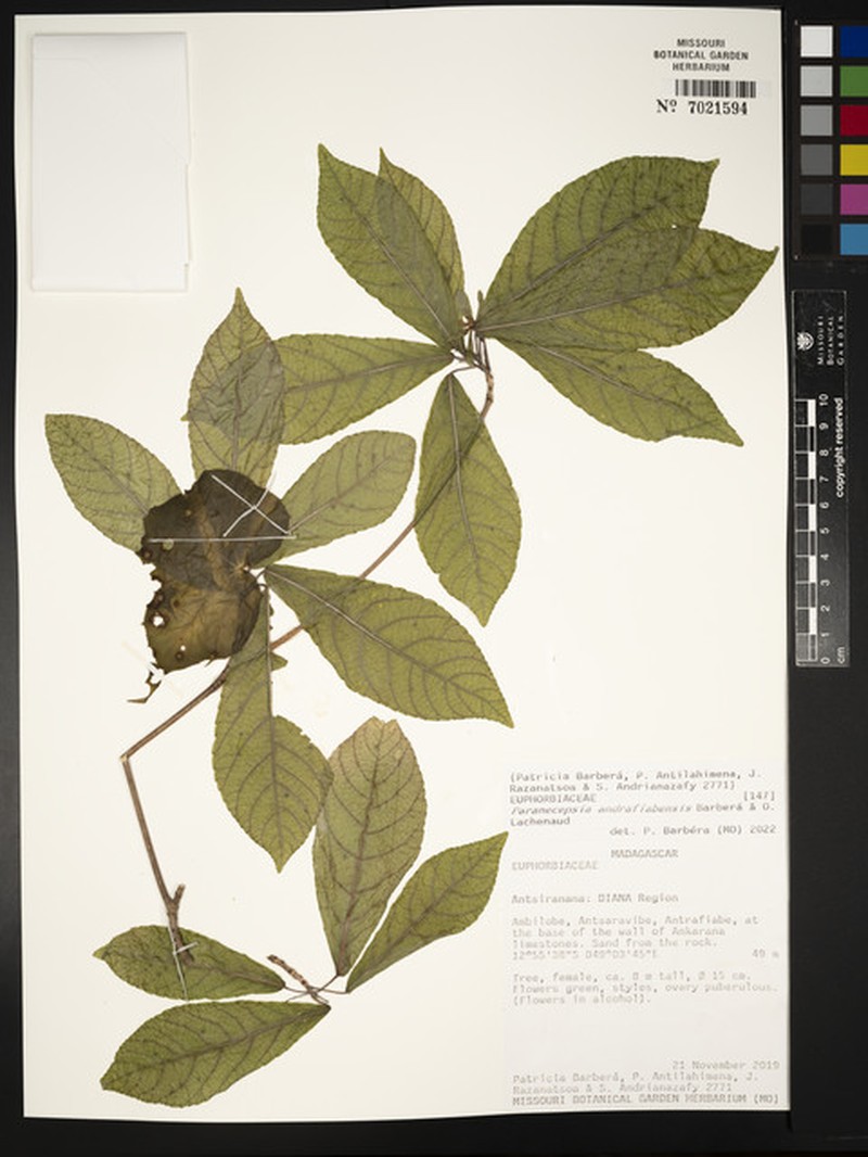 Paranecepsia andrafiabensis photo 3