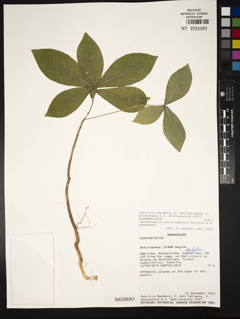 Paranecepsia andrafiabensis photo 4