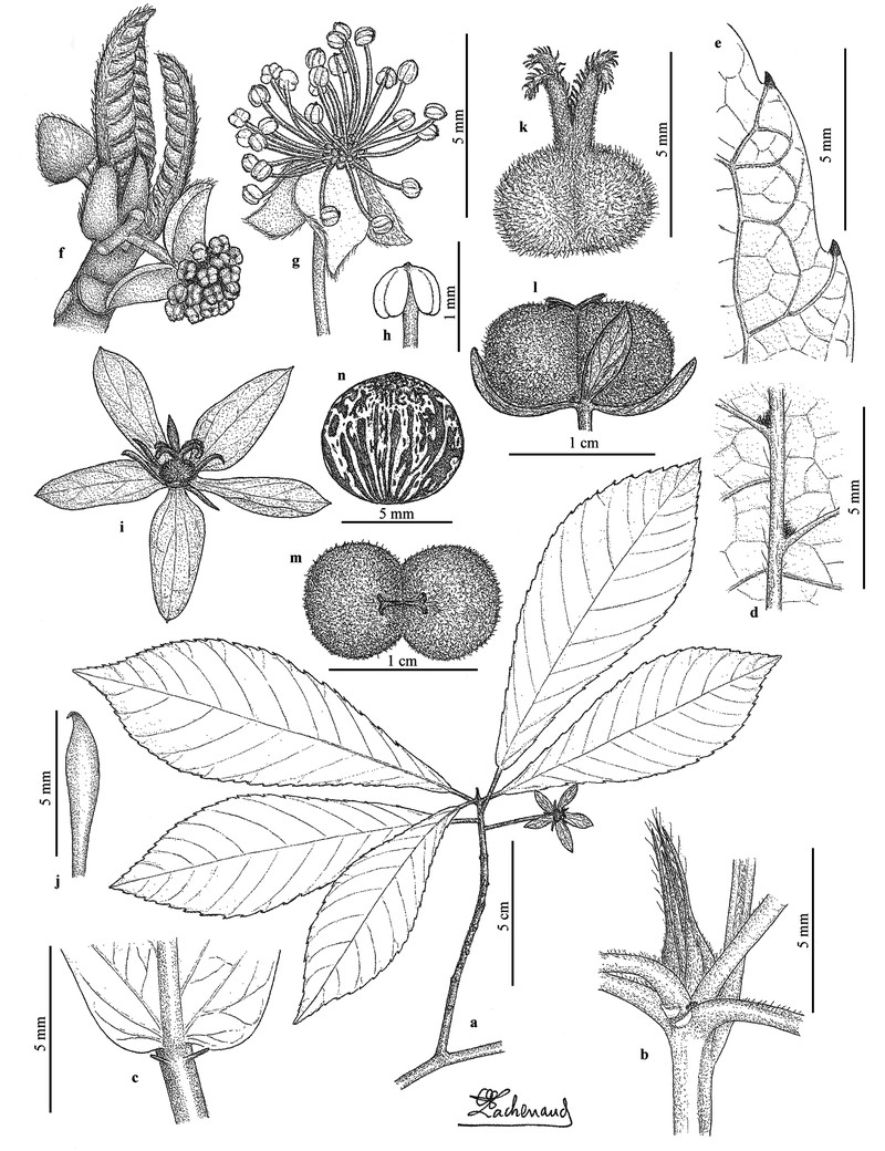 Paranecepsia andrafiabensis photo 6