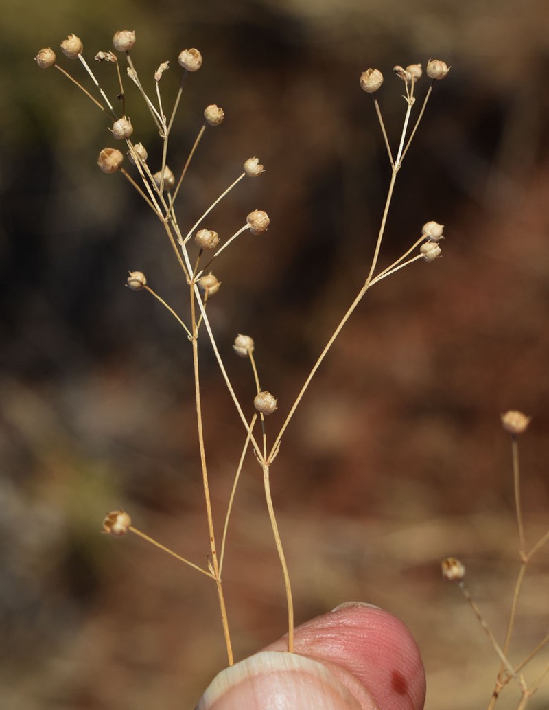 Paranotis mitrasacmoides photo 2
