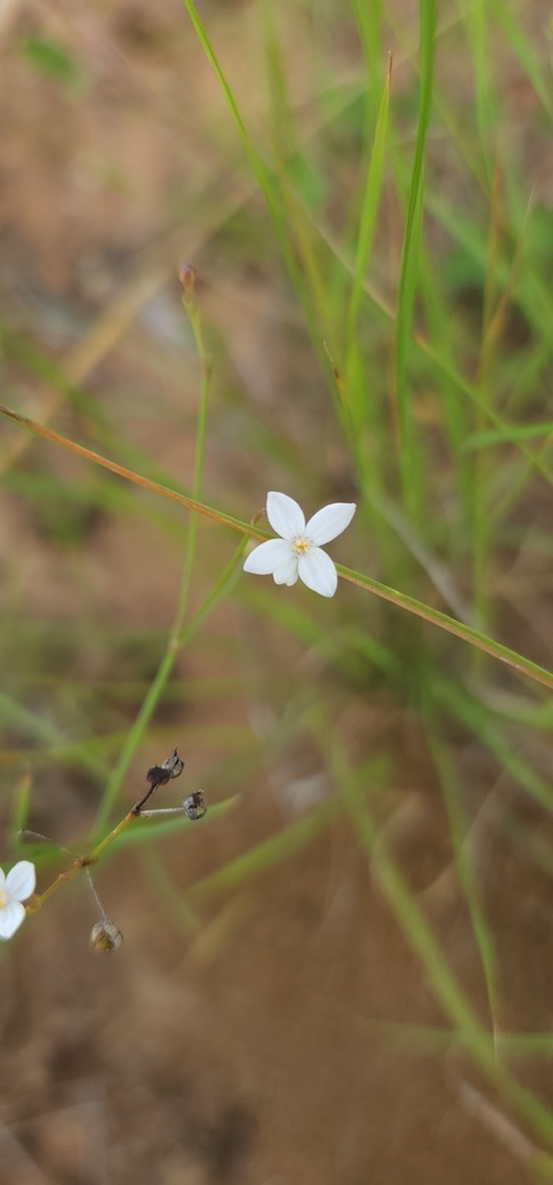 Paranotis mitrasacmoides photo 3