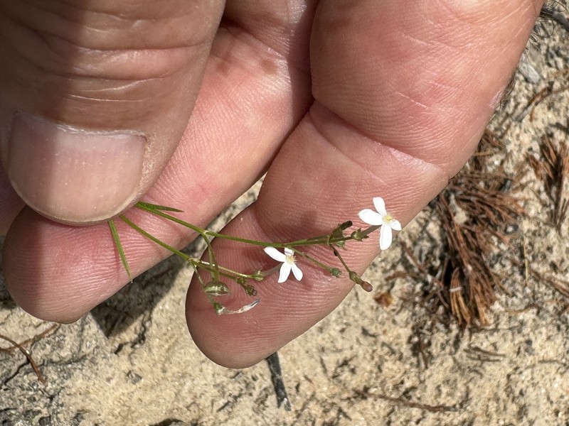 Paranotis mitrasacmoides photo 4