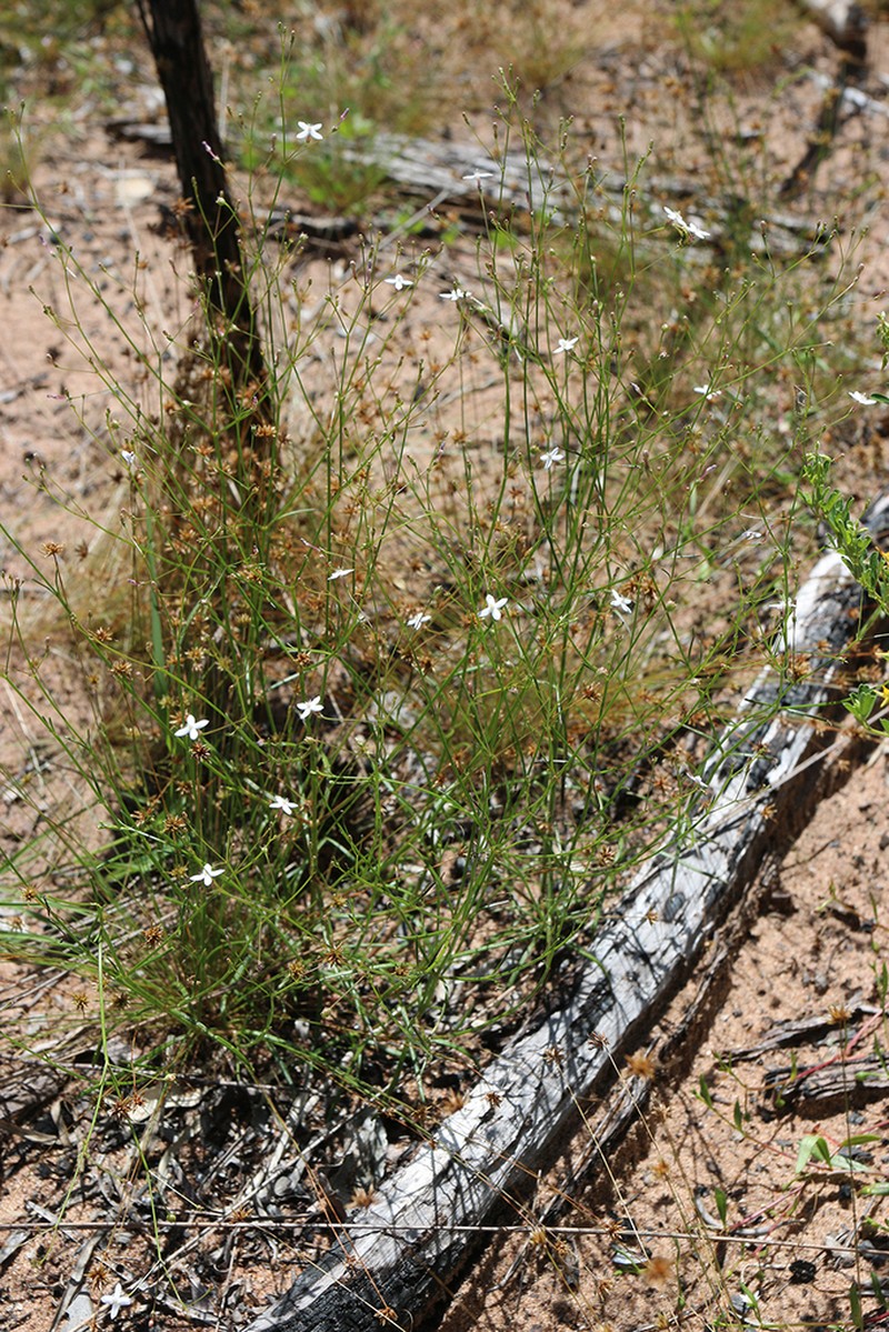Paranotis mitrasacmoides photo 5