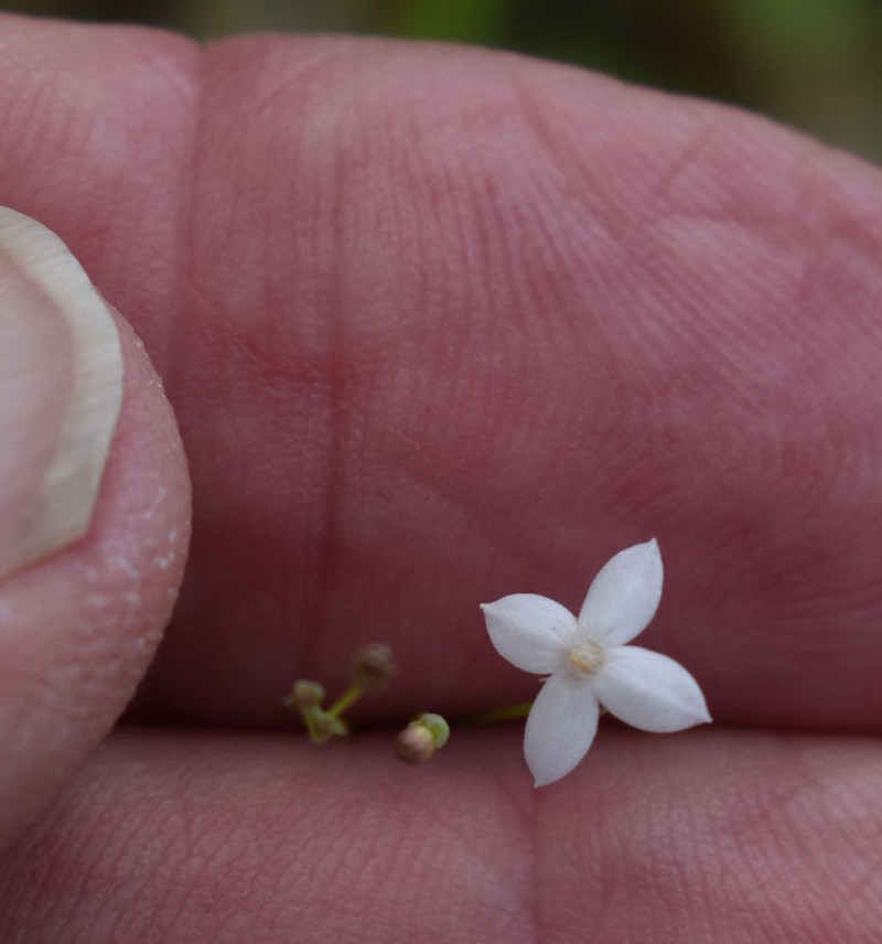 Paranotis mitrasacmoides photo 6
