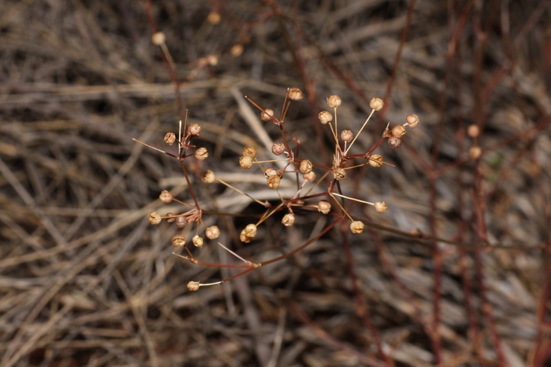 Paranotis mitrasacmoides photo 7