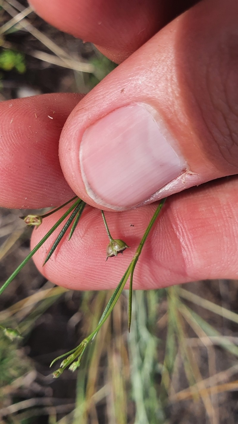Paranotis mitrasacmoides photo 8