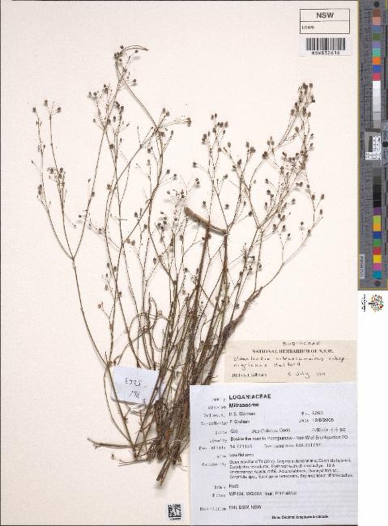 Paranotis mitrasacmoides subsp. nigricans