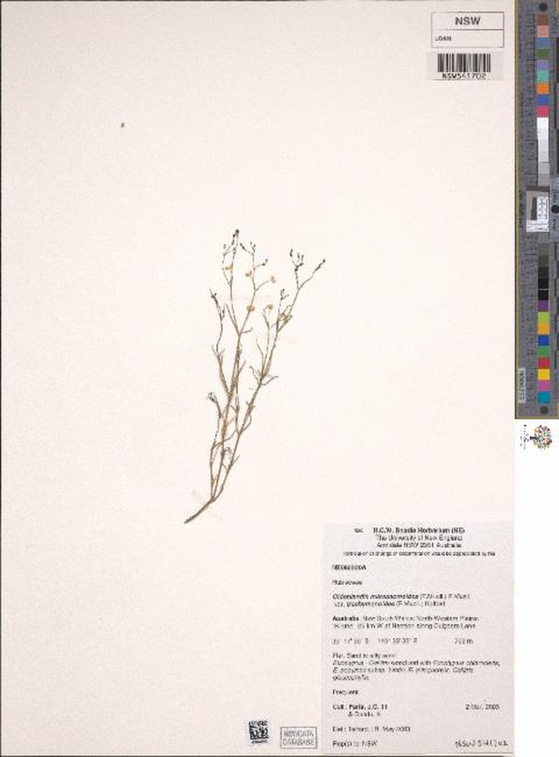 Paranotis mitrasacmoides subsp. trachymenoides