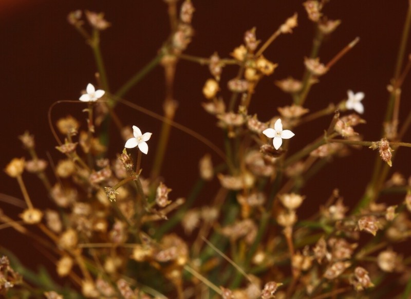 Paranotis pterospora photo 2