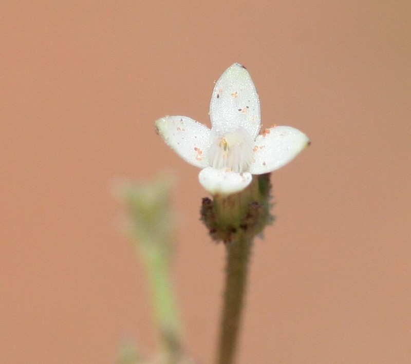 Paranotis pterospora photo 3