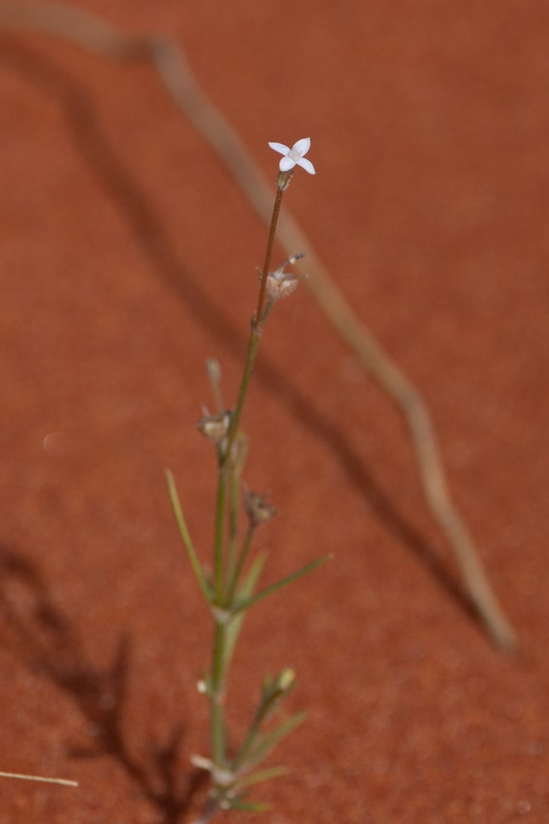 Paranotis pterospora photo 4
