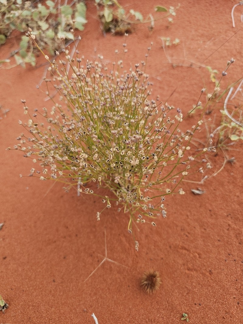 Paranotis pterospora photo 5