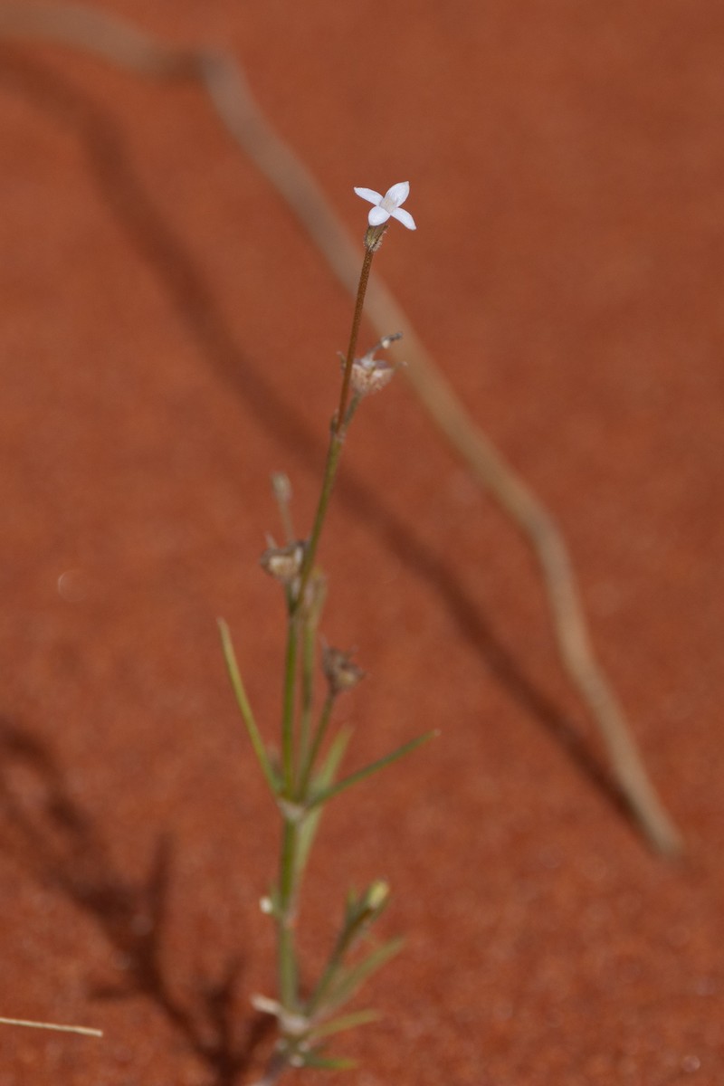 Paranotis pterospora photo 7