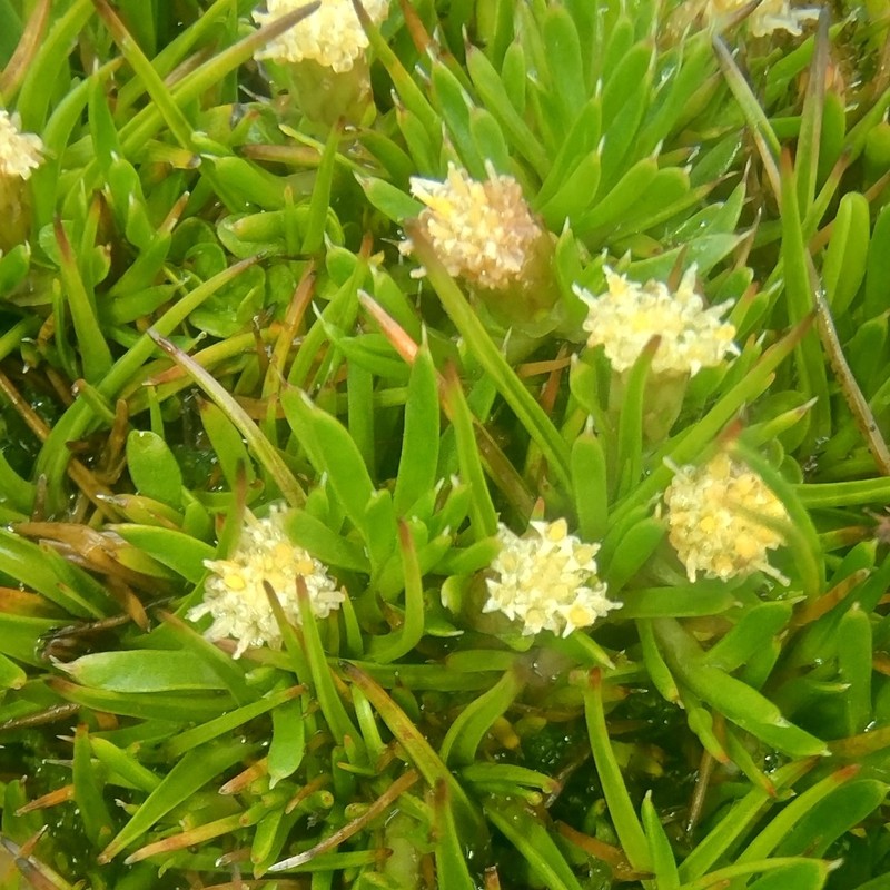 Parantennaria uniceps