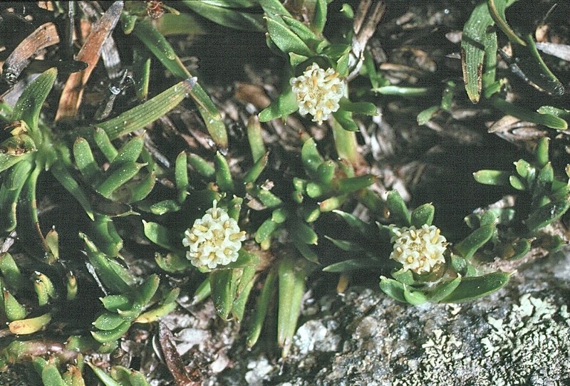 Parantennaria uniceps photo 2