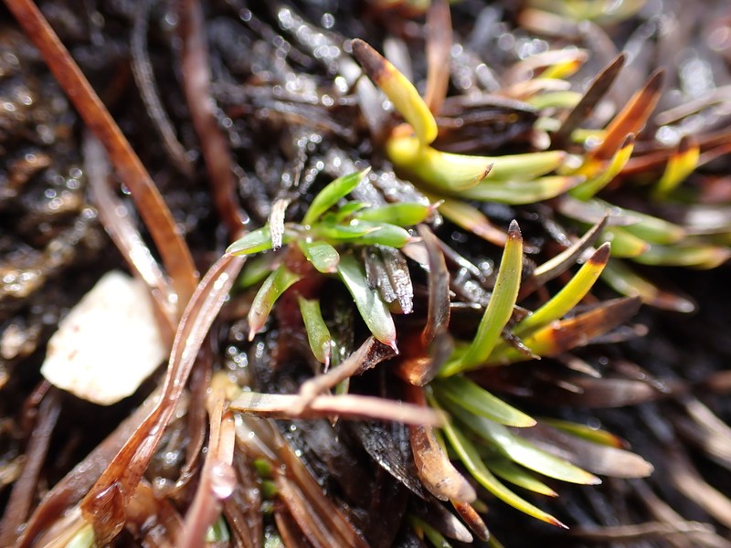 Parantennaria uniceps photo 3